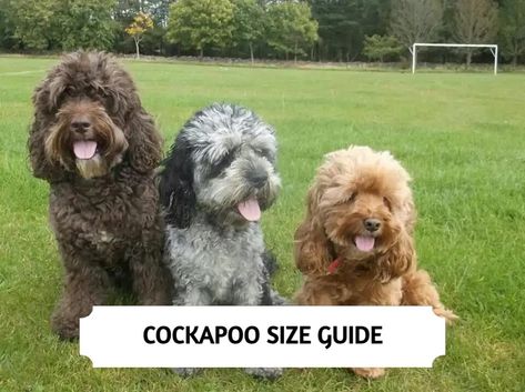 Cockapoo Size - How Big Do Cockapoo Full Grown? Cockapoo Full Grown, Miniature Cockapoo, Cute Dog Mixes, Toy Cockapoo, Mini Cockapoo, Cockapoo Breeders, Black Cockapoo, Cockapoo Dog, Cockapoo Puppies