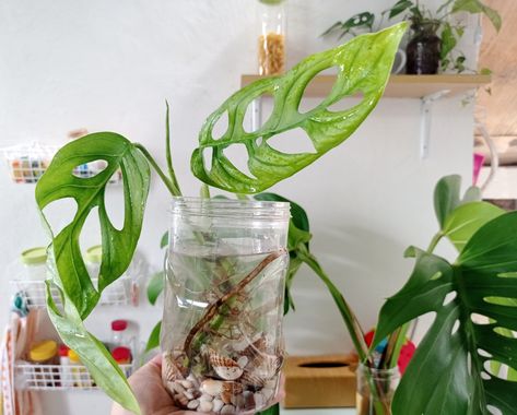 How To Grow Monstera In Water Long-Term Growing Monstera In Water, Monstera In Water, Clematis Nelly Moser, Blooming Vines, Autumn Clematis, Unique Garden Ideas, Climbing Hydrangea, Aquarium Landscape, Self Watering Pots