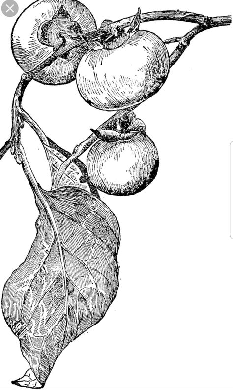 Persimmons and leaf examples Persimmon Drawing, Fruit Drawing, Persimmon Fruit, Mandala Flower Tattoos, Fruits Drawing, Botanical Tattoo, Pale Orange, Pen Sketch, Nature Drawing