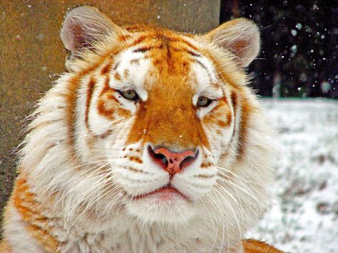 Golden Tabby Tiger, Tabby Tiger, Golden Tabby, Tiger Species, Tiger Pictures, Golden Tiger, Bengal Tiger, Tiger Art, Pretty Animals