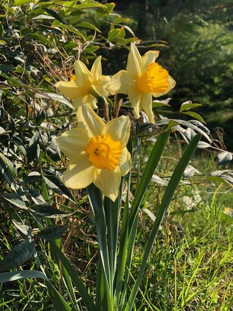 Daphodil Aesthetic, Pictures Of Daffodils, Yellow Daffodils, Figure Reference, Morning Glory, Tattoo Inspo, Botanical Art, Daffodils, Beautiful Words