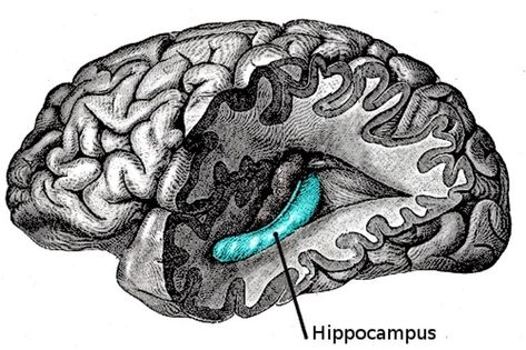 Hippocampus Brain, Csm Portfolio, Ap Psychology, Cerebral Cortex, Benefits Of Mindfulness, School Poster, Brain Cells, Elderly People, Therapy Resources