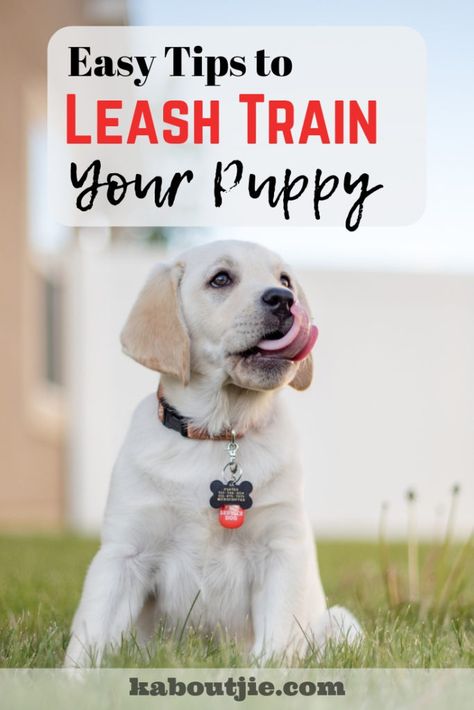 Easy Tips To Leash Train Your Puppy Leash Training Puppy, Training Puppies, Train Your Puppy, Puppy Socialization, Dog Leash Training, Easiest Dogs To Train, Cesar Millan, Dog Training Advice, Leash Training