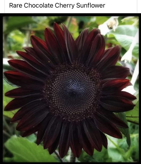 Chocolate Cherry Sunflower, Growing Sunflowers, Goth Garden, Red Sunflowers, Sunflower Pictures, Garden Of Earthly Delights, Helianthus Annuus, Sunflower Garden, Sunflower Wallpaper