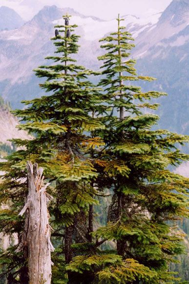 Silver Fir, Conifer Trees, Scenic Photos, Aspen Trees, Wild Plants, Tree Silhouette, Botanical Drawings, Photo Tree, Arte Popular