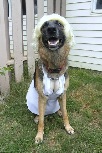 40+ Best German Shepherd Halloween Costume Ideas - The Paws Funny Dog Costumes Halloween, Creative Dog Costumes, Big Dog Costumes, Dog Costume Ideas, Puppy Halloween Costumes, Best Dog Costumes, Costumes For Dogs, Dog Costumes Funny, Halloween Dogs