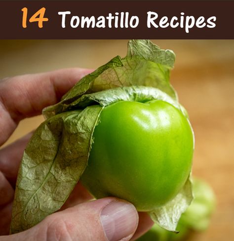 Got tomatillos? Here are 14 recipes you can make with these little green beauties. Keep an eye out for the Enchiladas Suizas as that is one of my favorite recipes on the site. #tomatillo #recipes Salsa With Tomatillos And Tomatoes, Easy Tomatillo Recipes, Tomatillo Chicken Recipes, Tomatillos Recipes Chicken, Salsa Recipe With Tomatillos, Roasted Tomatillos In Oven, How To Tell When Tomatillos Are Ripe, Cooking With Tomatillos, How To Store Tomatillos