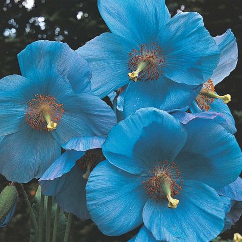 HOW TO GROW THE HIMALAYAN BLUE POPPY - Meconopsis betonicifolia - FROM SEED |The Garden of Eaden Himalayan Blue Poppy, Poppy Flower Seeds, Wallpaper Flower, Blue Poppy, Poppy Seeds, Poppy Flower, Beautiful Blooms, Flower Seeds, Horticulture