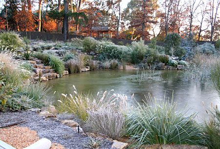 Landscaping Around Trees, Natural Swimming Ponds, Australian Native Garden, Fountains Backyard, Tropical Backyard, Pond Landscaping, Backyard Water Feature, Natural Pond, Australian Plants