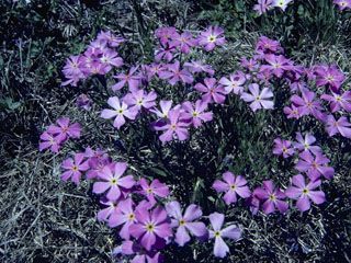 Variety for East Texas Phlox Pilosa, Landscaping Texas, Lilies And Orchids, Strawberry Bush, Texas Native Plants, Lady Bird Johnson Wildflower Center, Seed Collection, University Of Texas At Austin, Lady Bird Johnson