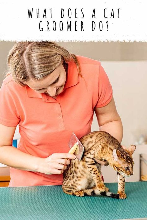 what does a cat groomer do Taking Cat, Cats Grooming, Cat Questions, Cat Behavior Problems, Cat Communication, Cat Health Problems, Logo Cat, Cat Groomer, Cat Hotel