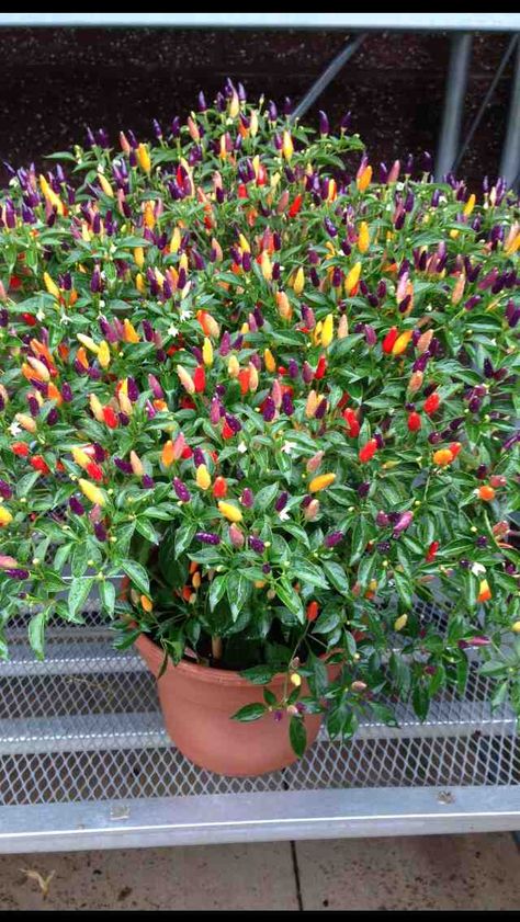 Little pepper plants [640  1136] Ornamental Peppers, Growing Mushrooms At Home, Chilli Plant, Garden Watering System, Creative Garden Decor, Vegetable Pictures, Vegetable Garden Diy, Rose Seeds, Pepper Plants