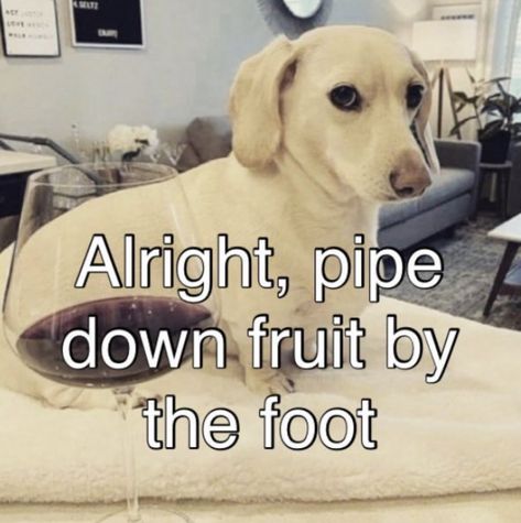 Inspirational Horse Quotes, Goofy Dog, Gay Memes, Horse Quotes, Roblox Memes, Silly Dogs, Funny Reaction Pictures, White Dogs, Dog Memes