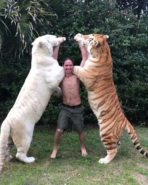 Kody antle feeding the two tigers Ram and Rhudra 🐯Insane! 🔥🐾 Would you dare? We can promote your photos in our account. Check the link in… Tabby Tiger, Super Cute Animals, Funny Animal Jokes, Baby Animals Funny, Cute Funny Dogs, Cute Wild Animals, Cute Animal Photos, Cute Animal Videos, Animal Jokes