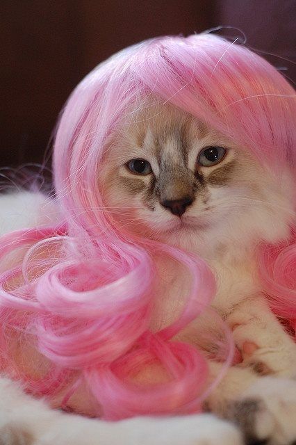 cat wearing pink wig National Cat Day, Cat Fashion, Bob Marley, Crazy Cat Lady, Cat Photo, Crazy Cats, Cat Day, Cool Cats, Pink Hair