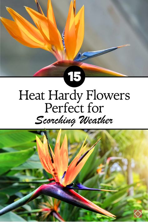 Looking for flowers that can handle extreme heat? Here are 15 heat-loving flowers that thrive in scorching weather and require little maintenance. These tough blooms will keep your garden full of life, even during droughts and heatwaves. Pin this to your gardening board and learn how to choose the best plants for a hot, sunny garden that stays vibrant all summer long! Heat Loving Plants, Ocimum Tenuiflorum, Full Sun Flowers, Portulaca Grandiflora, Florida Garden, Sunny Garden, Drought Tolerant Landscape, Sun Flowers, Echinacea Purpurea