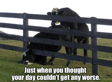 Bad day at the office #cow #haha #funny #dadjokes #rooster #chickenlife #relationshipgoals #chickens #farmjokester #meme #cattle Cow Fence, Chicken Memes, Cow Meme, Heartland Quotes, Haha Funny, Farm Humor, Chicken Life, Funny Farm, Day At The Office