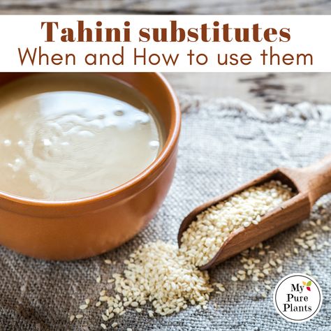 Complete List of Tahini Substitutes (When and How to Use Them) - My Pure Plants Tahini Substitute Hummus, Tahini Substitute, Cooking Substitutes, How To Make Tahini, Halva Recipe, Homemade Tahini, Tahini Recipe, Cooking Substitutions, Tahini Paste