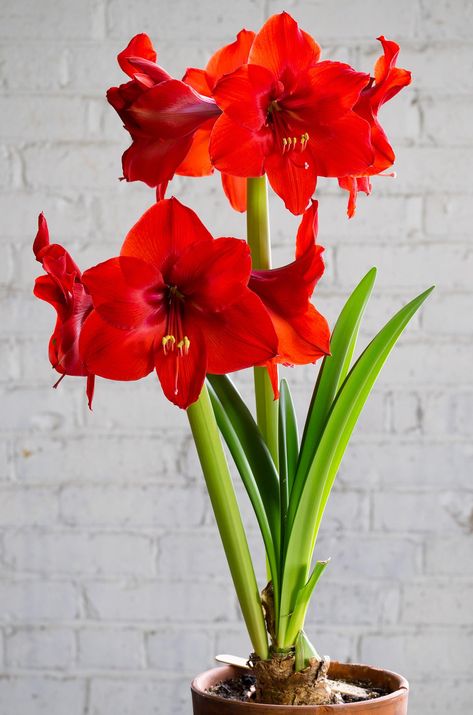 Dianthus Perennial, Hibiscus Shrub, Amaryllis Flower, Amaryllis Plant, Colouring Pictures, Red Amaryllis, Shade Grass, Crocus Bulbs, Shade Shrubs