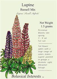 Lupine: Russell Mix | Garden Guides Lupine Seeds, Botanical Interests, Lupine Flowers, Full Sun Perennials, Plant Delivery, Tall Flowers, Flower Spike, Fall Plants, Planting Bulbs