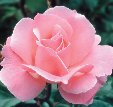 Queen Elizabeth Rose, Rose Companion Plants, Roses Plants, Rose Queen, China Rose, Beautiful Pink Roses, Shrub Roses, David Austin Roses, Rose Fragrance