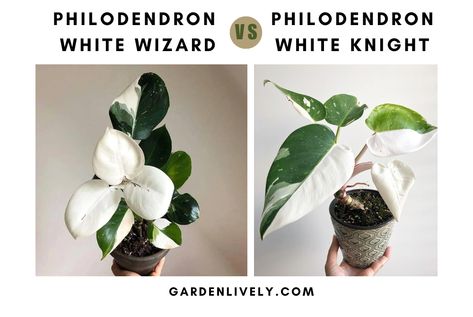 Philodendron White Wizard Vs White Knight: A Comparison Of These Magical Plants - Garden Lively White Wizard Philodendron, Philodendron White Knight, Magical Plants, White Wizard, Indoor Oasis, Plant People, The White Princess, Orchid Bark, Scale Insects