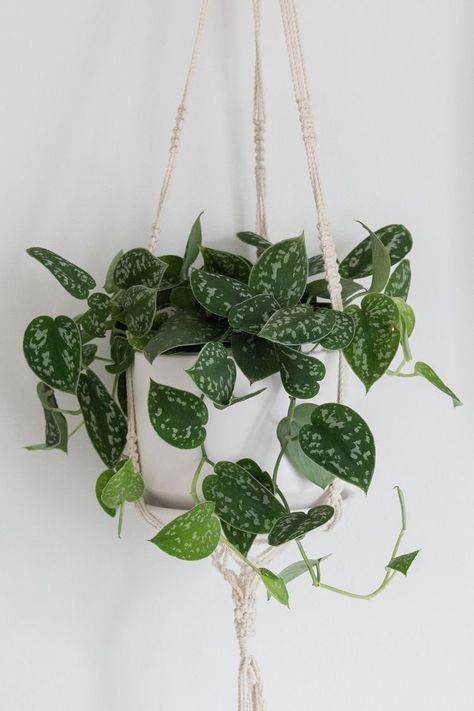 Satin Pathos, Scindapsus Pictus, Photos Plant, Golden Pothos Aesthetic, Satin Pothos, Low Maintenance Indoor Plants, Heart Leaf Philodendron, Pothos Plant, Plant Aesthetic