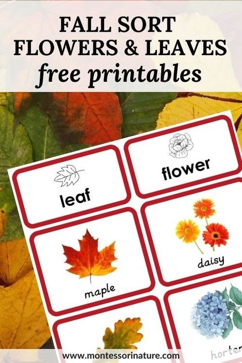 Fall Leaves And Fall Flowers – Free Sorting Printable - Montessori Nature Fall Leaves Preschool, Fall Facts, Maths In Nature, Nature Printables, Free Educational Printables, Printable Leaves, Fall Preschool Activities, Learning Printables, Free Printable Activities