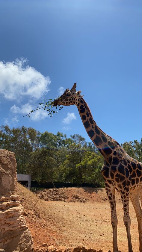 Rabat morocco Giraffe Pictures, Rabat Morocco, Morocco, Animals