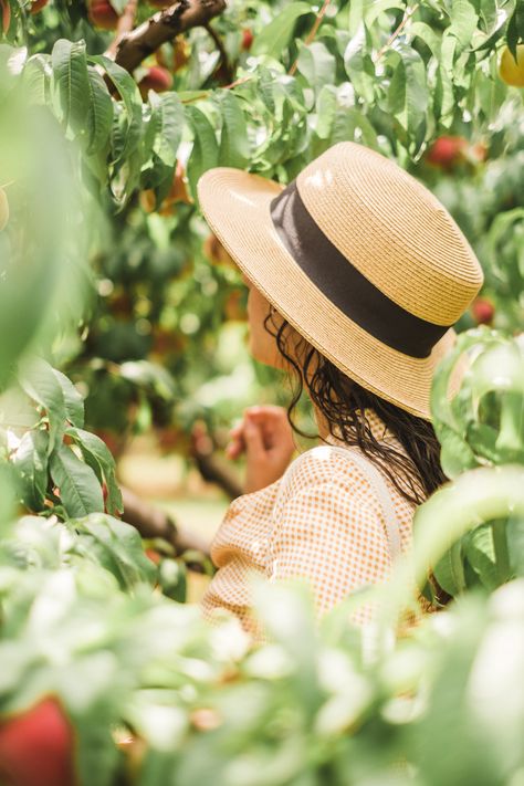 Peach Picking Photoshoot, Peach Orchard Photoshoot, Peach Photoshoot, Cute Apple Orchard Pictures, Picking Fruit Aesthetic, Apple Orchard Photography, Orchard Photoshoot, Picking Apples Photography, Peach Photography