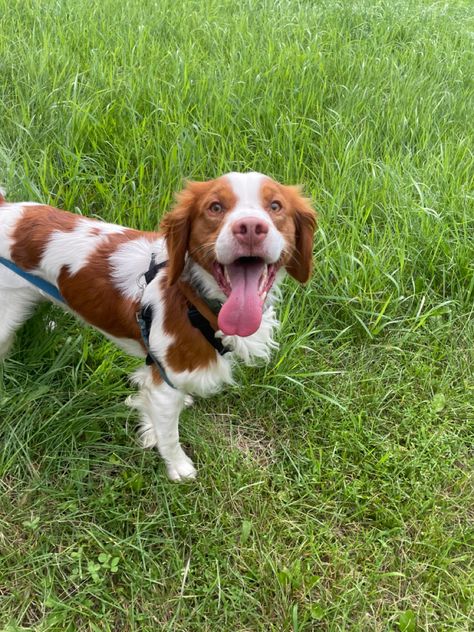 Britney Spaniel Dog, Britney Spaniel, Brittney Spaniel, Cinnamon Twist, Brittany Spaniel Dogs, Very Cute Puppies, Guard Dog, Brittany Spaniel, Perfect House