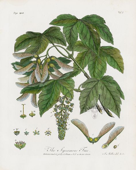 The Sycamore Tree from John Evelyn Sylva, Discourse of Forest Trees 1786 Dreamy Doodles, Botanical Studies, Tree Drawings, Hanging Plants Outdoor, Indoor Plant Wall, Sycamore Tree, James Audubon, Botanical Illustrations, Forest Trees