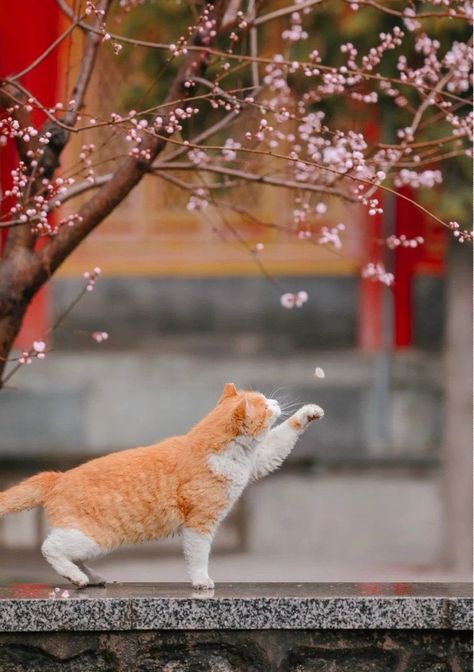 No Cats No Life on X: "https://t.co/5kLCpEbxIM" / X Chubby Cat, Japanese Theme, Cutee Animals, Cat Pose, Super Cute Animals, Cute Animals Images, Animal Sketches, Cat Aesthetic, Cat Wallpaper