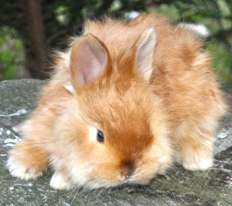 Satin Angora Bunny Fluffy Bun, Angora Bunny, Bunny Lady, Raising Chicks, Raising Rabbits, Rabbit Pictures, Rabbit Breeds, Angora Rabbit