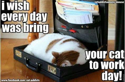 Bring your cat to work day Lawyer Meme, Law School Memes, Legal Humor, Lawyer Humor, Funny People Quotes, Job Humor, Cat Work, Flea Control, Cat Fleas