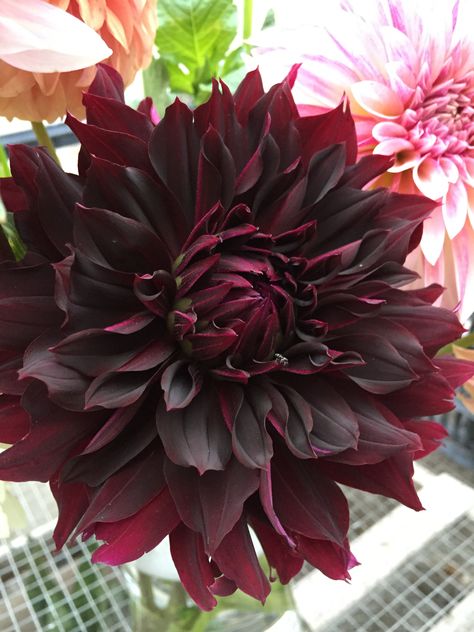 Rip City Dahlia, Draconic Bloodline Sorcerer, Draconic Bloodline, Delilah Briarwood, Oar Decor, Goth Garden, Peonies And Hydrangeas, Black Dahlia, Dark Flowers