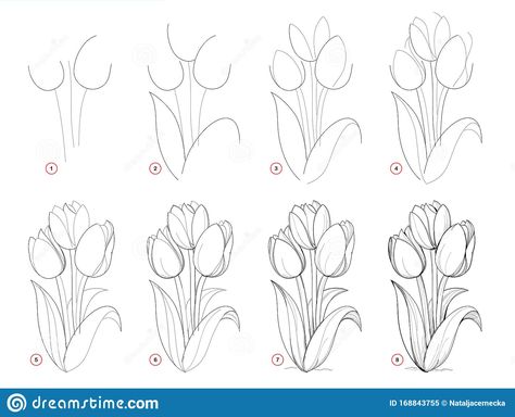 How to draw step-wise beautiful bouquet of tulip flowers. Creation step by step pencil drawing. Educational page for artists.. Illustration about lesson, artists, activity - 168843755 Hur Man Ritar Blommor, Tulip Drawing, Easy Flower Drawings, Flower Step By Step, How To Draw Steps, Flower Drawing Tutorials, Flower Art Drawing, 강아지 그림, Illustration Botanique