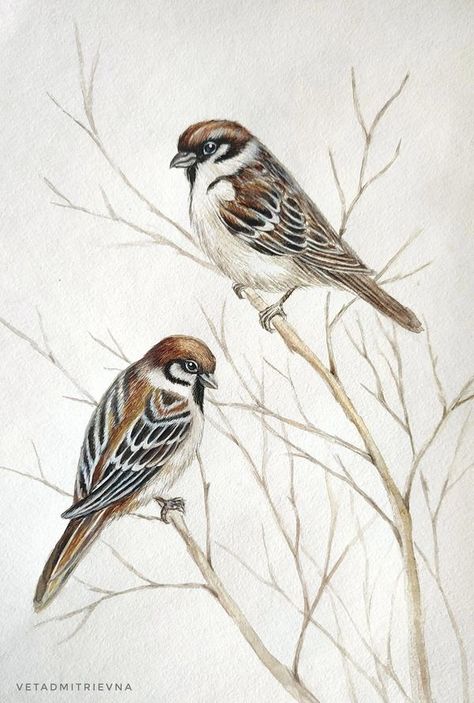 Sparrow Sketch, Sparrow Drawing, Floral Sketches, Sparrow Art, Detailed Watercolor, Nature Art Drawings, Flower Sketches, Exotic Birds, Bird Decor