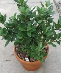 How to grow a Bay Leaf tree in a container. **In cooler zones than zone 8, you should plant your bay leaf tree in a container. Bay leaf trees do not mind being pot bound. Make sure to give it a loose and well-draining soil. Put your pot in full sunlight in the warmer months and move indoors to a sunny and warm location in the winter. Bay Leaf Plant, Bay Leaf Tree, Laurel Plant, Bay Laurel Tree, Medieval Recipes, Recipes Vegetables, Homestead Gardens, Indoor Vegetable Gardening, Aromatic Plant