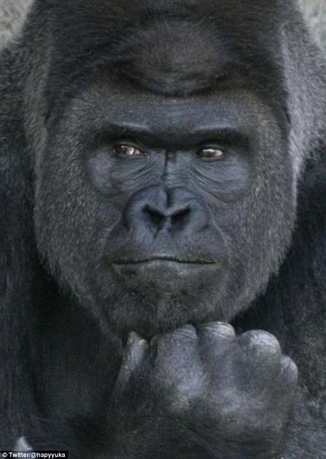 Shabani was moved to Japan to mate with three female gorillas, where he has had two healthy male offspring Female Gorilla, Gorilla Gorilla, Gorillas Art, Gorilla Tattoo, Silverback Gorilla, Zsazsa Bellagio, Baby Gorillas, Mountain Gorilla, Fitness Exercises