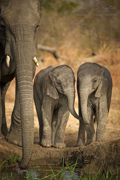 A seasoned wildlife photographer was giving guests a tour of the African landscape when he spotted something that gave even him a shock.  In the distance, two elephant calves were standing side by side with a mother elephant. The babies were the exact same size. Tattoos Elephant, Safari Classroom, Drawing Elephant, All About Elephants, African Forest Elephant, Two Elephants, Tattoo Anime, Elephant Pictures, Elephant Walk