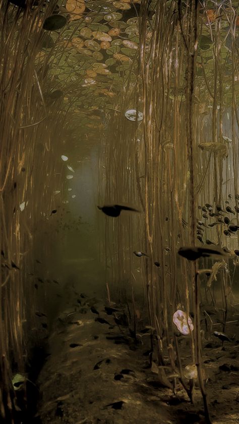 Isabellacore Aesthetic, Isabella Core, Swamp Creature, Underwater Pictures, Kelp Forest, 영감을 주는 캐릭터, Flowers Nature, Pretty Places, Wallpaper Pc