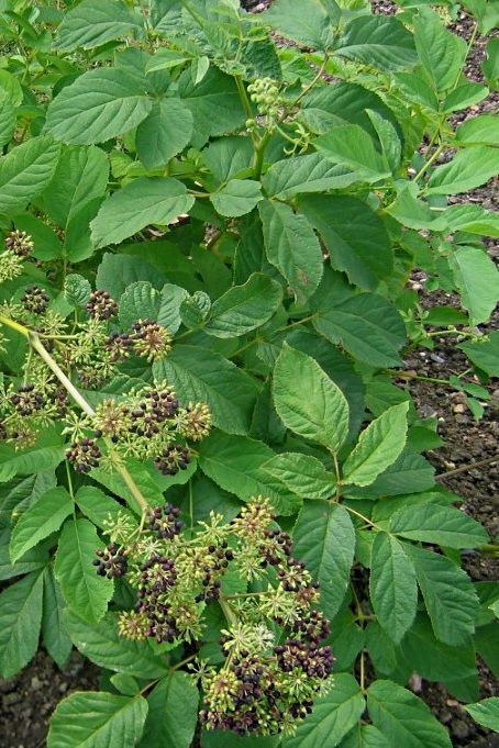 American Sarsaparilla (Spikenard) - Aralia racemosa Spikenard Plant, Aralia Racemosa, Ecological Garden, Herbal Living, Fringe Tree, Wild Lettuce, Wild Foraging, Garden Inspo, Eastern Canada