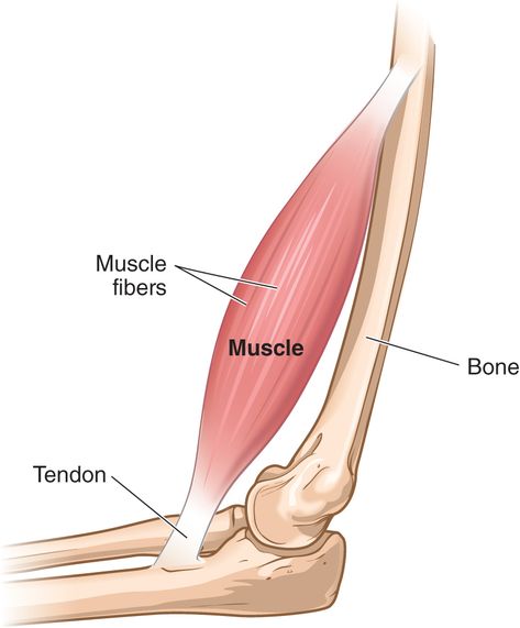 Graphical representation of a tendon, bone, muscle, and muscle fiber. Muscle fibers make up muscles, which are connected to the bone via tendons. Traps Muscles Anatomy, Hand Bone Anatomy, Skeletal Muscle Tissue, Skeletal Muscle Contraction, Muscle Of Mastication Diagram, Mechanism Of Muscle Contraction, Muscle Fiber, Muscular System Anatomy, School Study Ideas