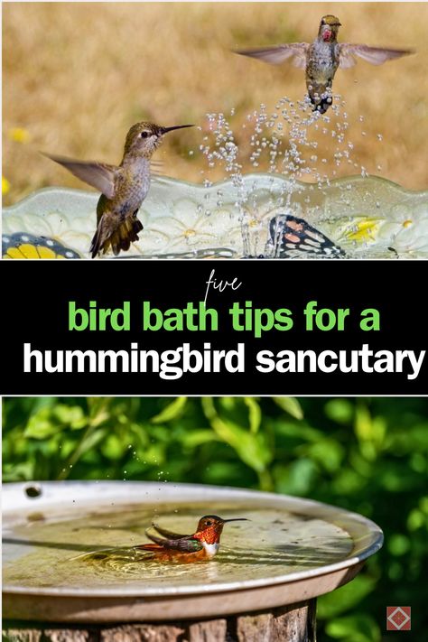 Want to make your garden irresistible to hummingbirds? Adding a bird bath is a great way to attract these fast-flying pollinators. Discover the best tips for creating a hummingbird-friendly habitat, from nectar consumption to territorial behavior. Save this pin for ideas on bird bath placement and how to complement your hummingbird feeders for a lively and colorful garden! Hummingbird Feeder Hanging Ideas, Hummingbird Water Fountain, Hummingbird Garden Ideas, Diy Hummingbird Bath, Hummingbird Bath Fountain, Hummingbird Bath Fountain Diy, Where To Hang Hummingbird Feeder, Hummingbird Fountain Bath, Hummingbird Perch Diy