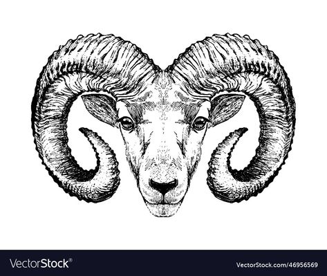 Ram Symbolism, Rams Head Tattoo, Ram Head Drawing, Aries Zodiac Sign Symbol, Aries Horns, Aries Drawing, Tattoo Ram, Ram Illustration, Ram Drawing