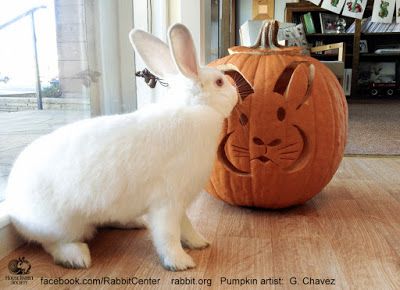 Rabbit Ramblings: Bun o' lanterns -- Bunny pumpkins for Halloween Rabbit Pumpkin Carving, Bunny Pumpkin Carving, Rabbit Pumpkin, Bunny Pumpkin, Pumkin Decoration, Rabbit Halloween, Cute Pumpkin Carving, Energizer Bunny, Pumkin Carving