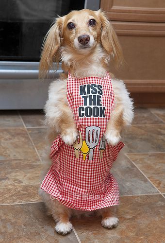 Kiss the cook! Dog apron. Trap Music 2015 Vol #5 #TrapMusicRadio https://www.youtube.com/watch?v=2z5tnepBLWU&t=2383 YouTube Trap Music Mix 2015 By Slaughda Radio LLC https://m.youtube.com/watch?v=vu9hv_c1aeA Dachshund Breed, Kiss The Cook, Long Haired Dachshund, Popular Dog Breeds, Most Popular Dog Breeds, Weenie Dogs, Dachshund Love, Popular Dog, Weiner Dog