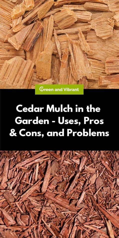 A common tip for gardeners to help keep their soil moist for longer is to ‘mulch over the soil,’ but what does this actually entail, and which mulch is best? The most commonly used mulch is mulch made from chipped or shredded wood, with cedar wood being among the most popular types of wood to use for this purpose. Mulch Colors, Plants Front Of House, Wood Chips Landscaping, Mulching Ideas, Wood Chips Garden, Garden Area Ideas, Cedar Mulch, Kentucky Farmhouse, Biointensive Gardening