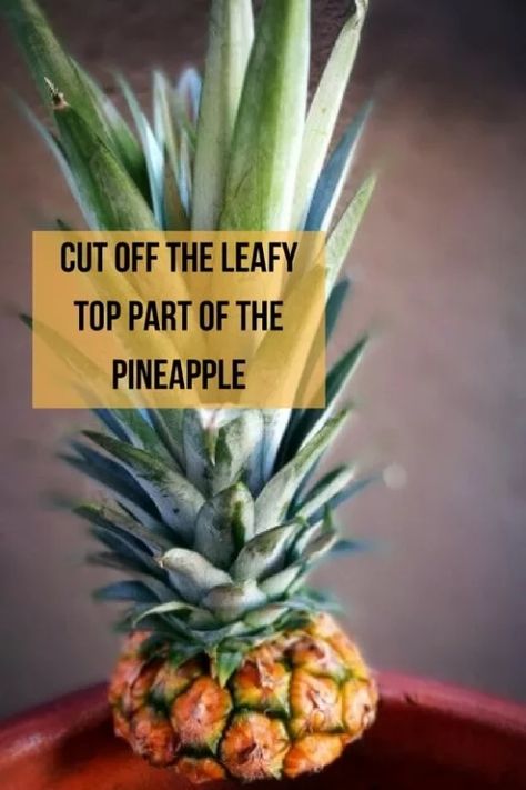 How to Plant and Grow Pineapple Top in 4 Easy Steps (With Photos) | Dengarden Growing Pineapple From Top, Growing A Pineapple, Plant Pineapple, Grow Pineapple, Pineapple Plant, Pineapple Health Benefits, Growing Pineapple, Pineapple Benefits, Pineapple Planting